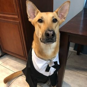 3XL Dapper Dog Tuxedo Costume wedding/Halloween